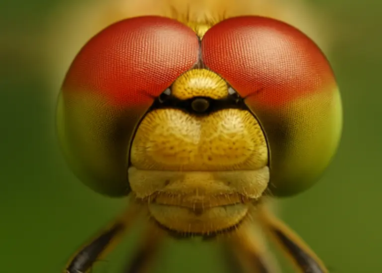 Each eye consists of thousands of individual facets that together create a seamless 360-degree field of vision and detect movement with almost 100 per cent accuracy (©SDT).