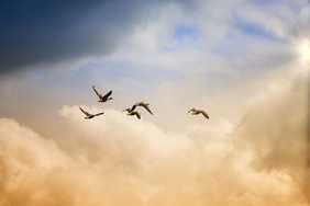 Symbolbild: Pixabay.